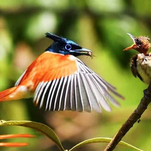 1de01411-80e9-43d3-8e0a-ddeb4dce3551_birds-wildlife-and-culture-of-sri-lanka-11-days-xlarge