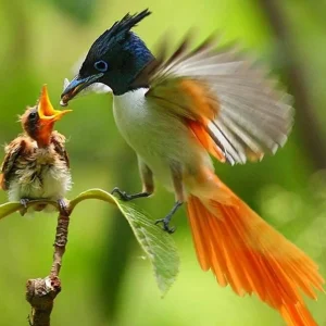 98d8f9df-09a3-4aaa-88dd-ff1f891848f6_bird-watching-tour-sri-lanka--10-days-xlarge