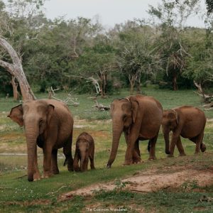 Yala-national-park-elephant